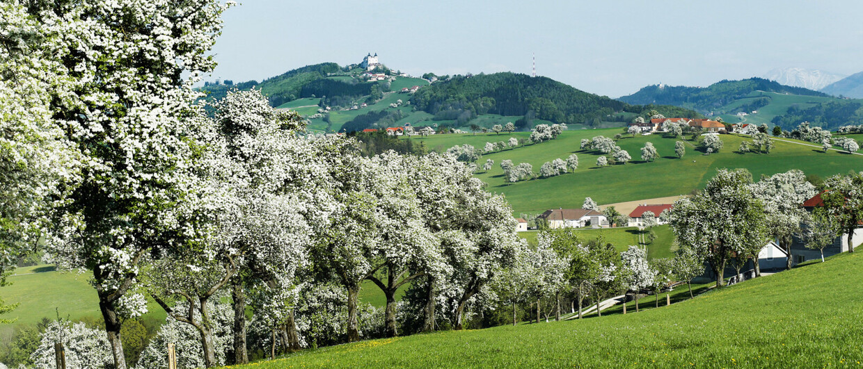 Birnbaumblüte im Mostviertel