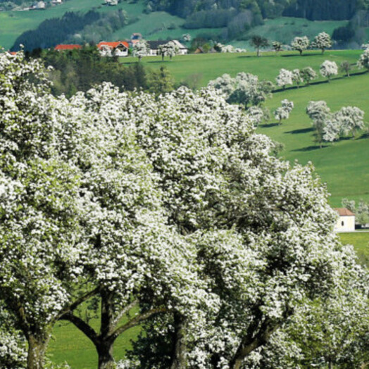 Birnbaumblüte im Mostviertel