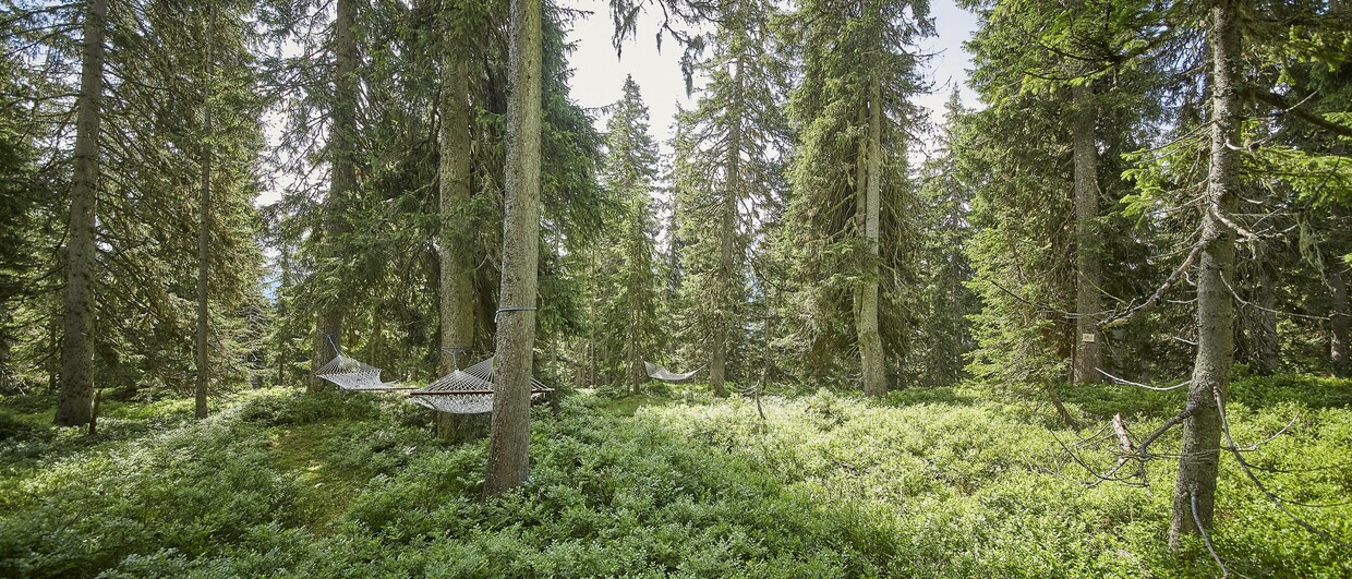 Waldwellness in Saalbach Hinterglemm