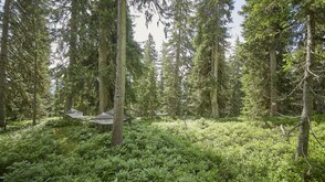 Waldwellness in Saalbach Hinterglemm