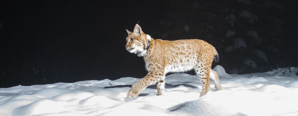 In die Fotofalle getappt: Luchs im Nationalpark Kalkalpen