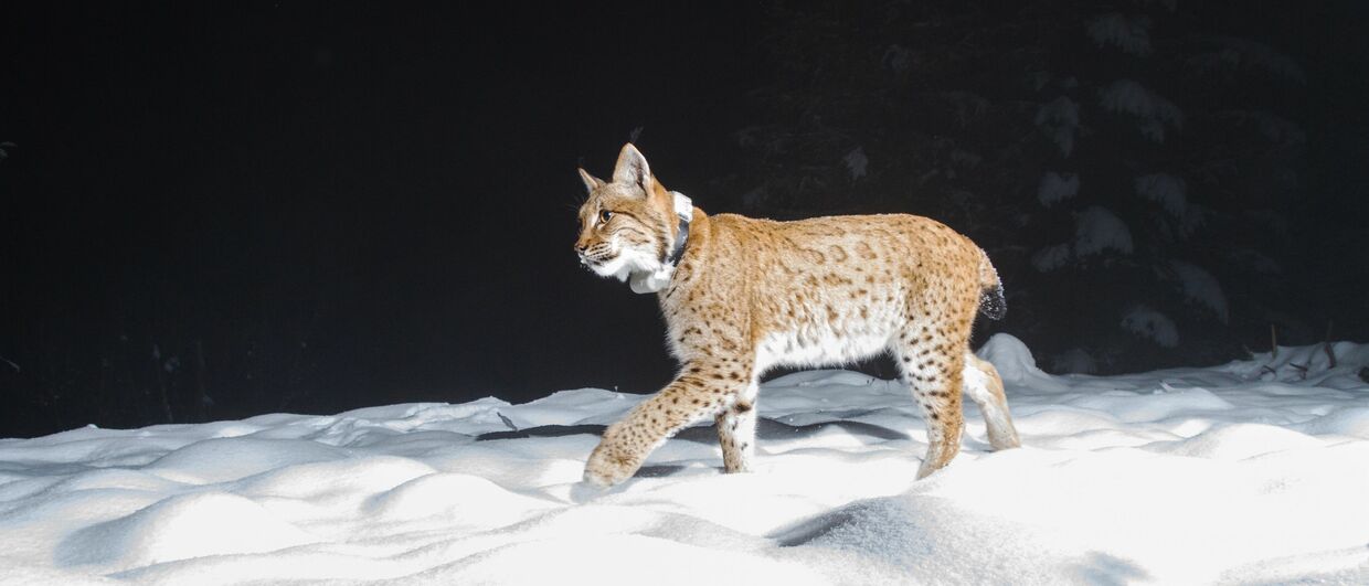 In die Fotofalle getappt: Luchs im Nationalpark Kalkalpen
