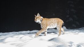 In die Fotofalle getappt: Luchs im Nationalpark Kalkalpen