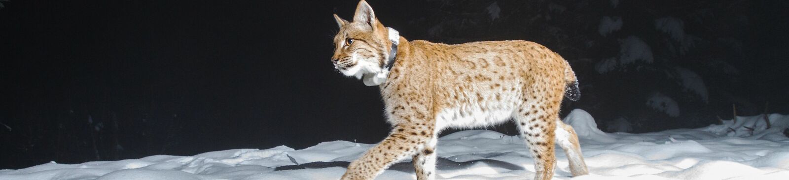 In die Fotofalle getappt: Luchs im Nationalpark Kalkalpen