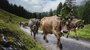 Alpabtrieb von der Alpe Spora im Gauertal