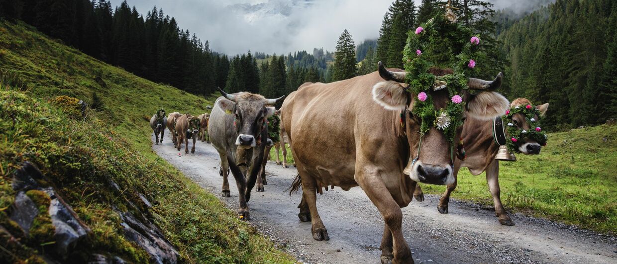 Alpabtrieb von der Alpe Spora im Gauertal