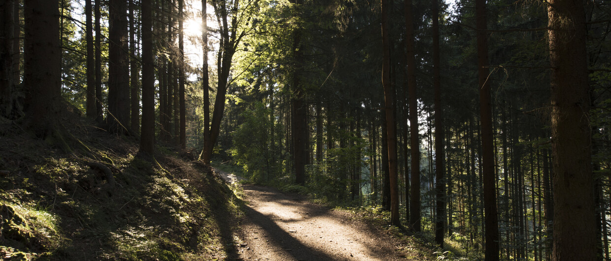 Pilgerweg in der Region Mühlviertler Alm