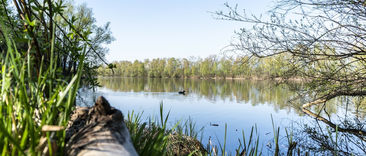 Naturparadies Alter Rhein in Vorarlberg
