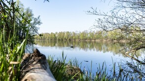 Naturparadies Alter Rhein in Vorarlberg
