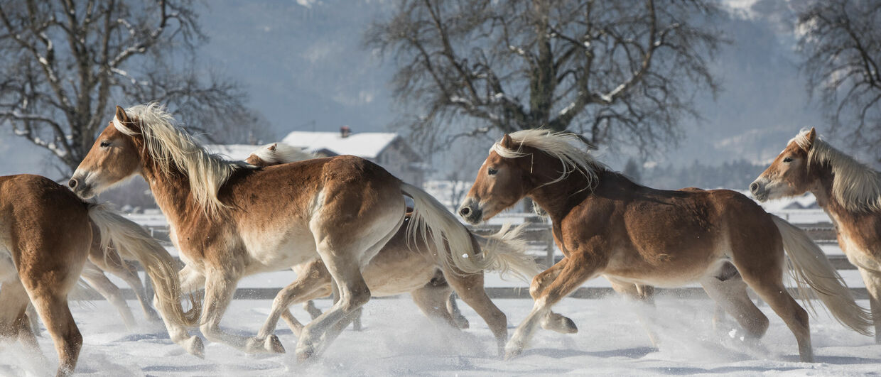 Kufsteinerland, Haflinger auf dem Fohlenhof Ebbs