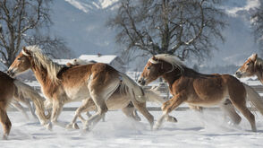 Kufsteinerland, Haflinger auf dem Fohlenhof Ebbs