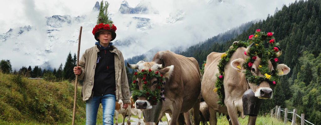 Alpabtrieb von der Alpe Spora im Gauertal