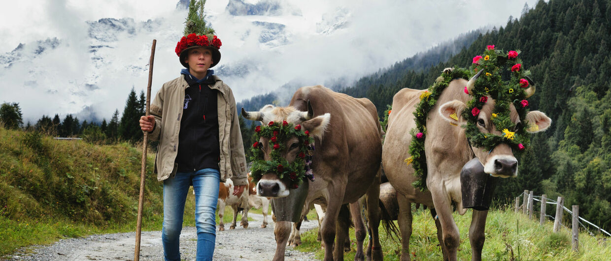Alpabtrieb von der Alpe Spora im Gauertal