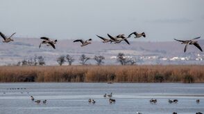 Graugänse im Nationalpark Neusiedler See – Seewinkel