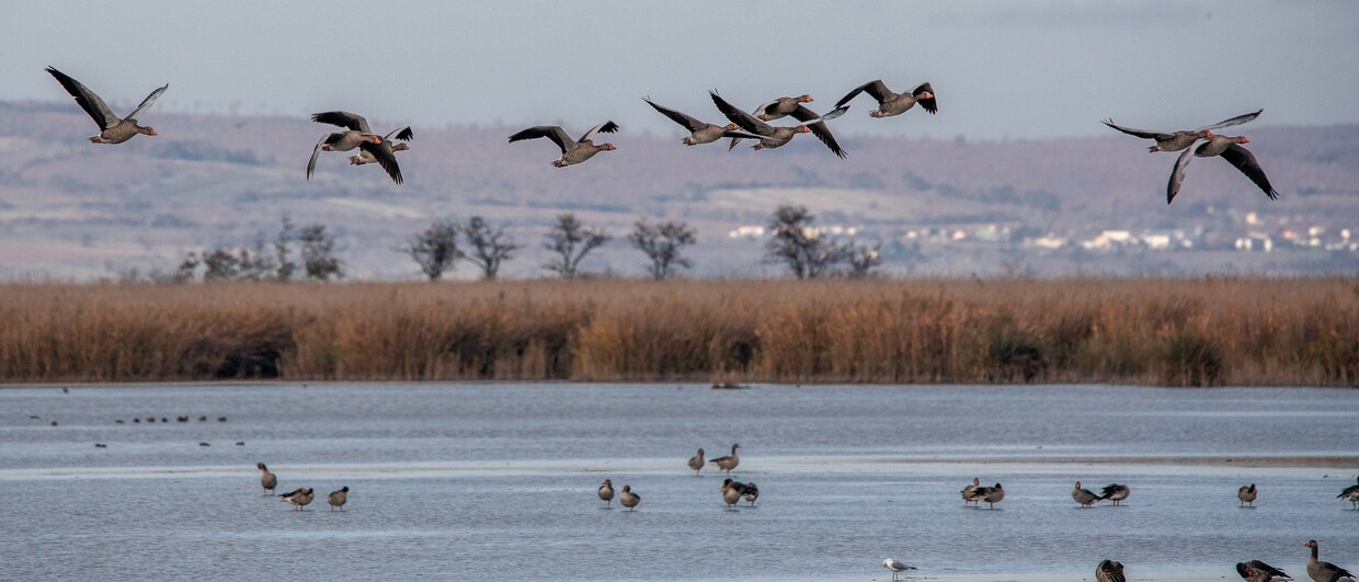 Graugänse im Nationalpark Neusiedler See – Seewinkel