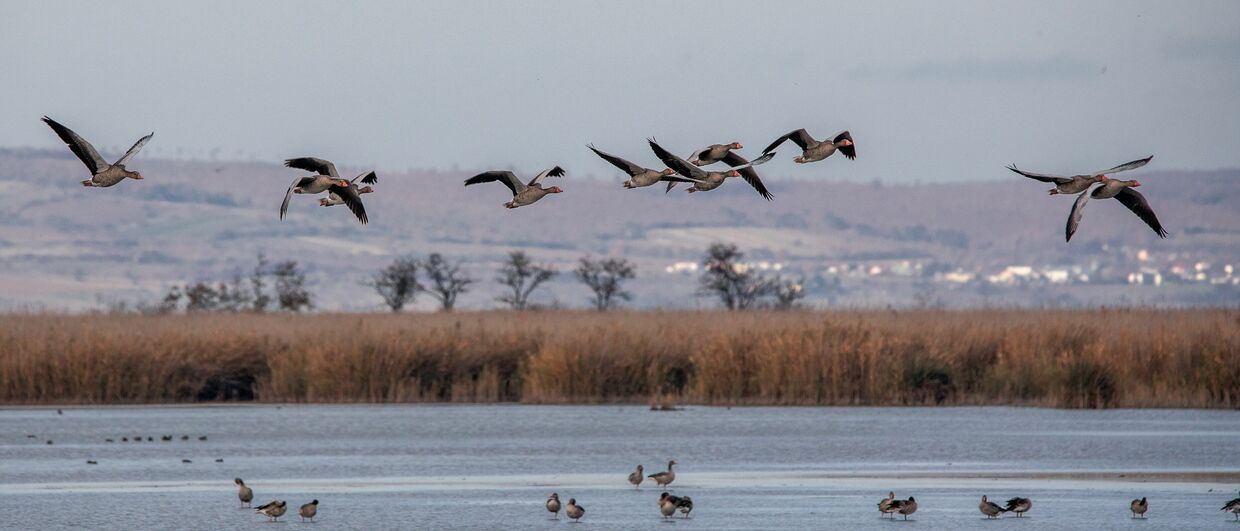 Graugänse im Nationalpark Neusiedler See – Seewinkel