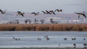 Graugänse im Nationalpark Neusiedler See – Seewinkel