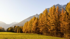 Im Herbst zu goldenen Lärchen wandern