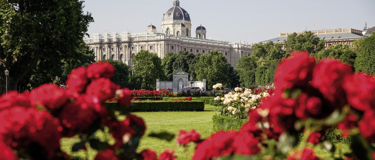 Rosenblüte im Volksgarten, im Hintergrund das Naturhistorische Museum
