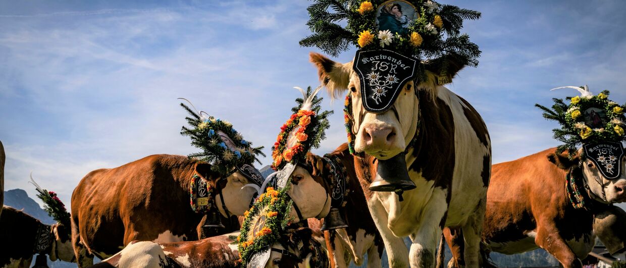 Almabtrieb von der Gramai Alm am Achensee
