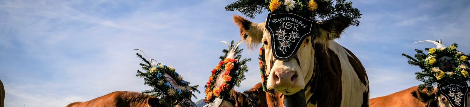 Almabtrieb von der Gramai Alm am Achensee