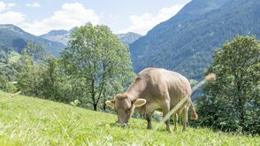 Bergbauernhof Maria und Oswald Ganahl am Bartholomäberg im Montafon