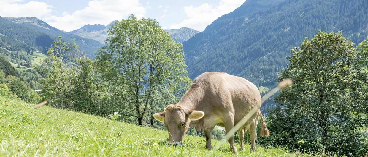 Bergbauernhof Maria und Oswald Ganahl am Bartholomäberg im Montafon