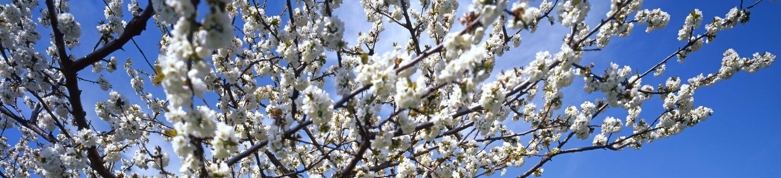Kirschbaumblüte im Burgenland