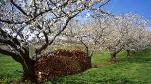 Kirschbaumblüte im Burgenland