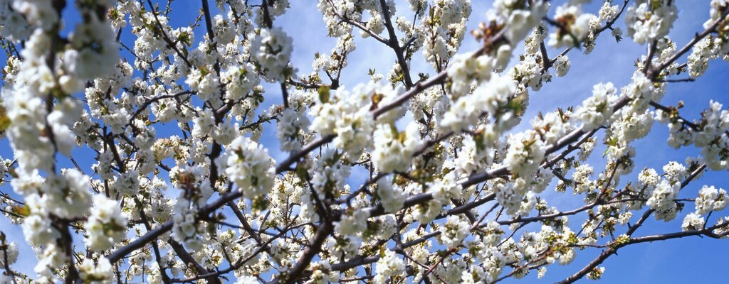 Kirschbaumblüte im Burgenland