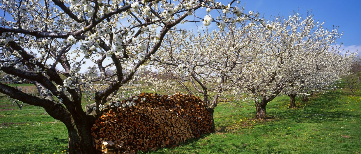 Kirschbaumblüte im Burgenland