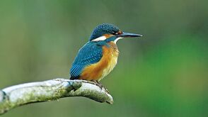 Eisvogel im Nationalpark Donau-Auen