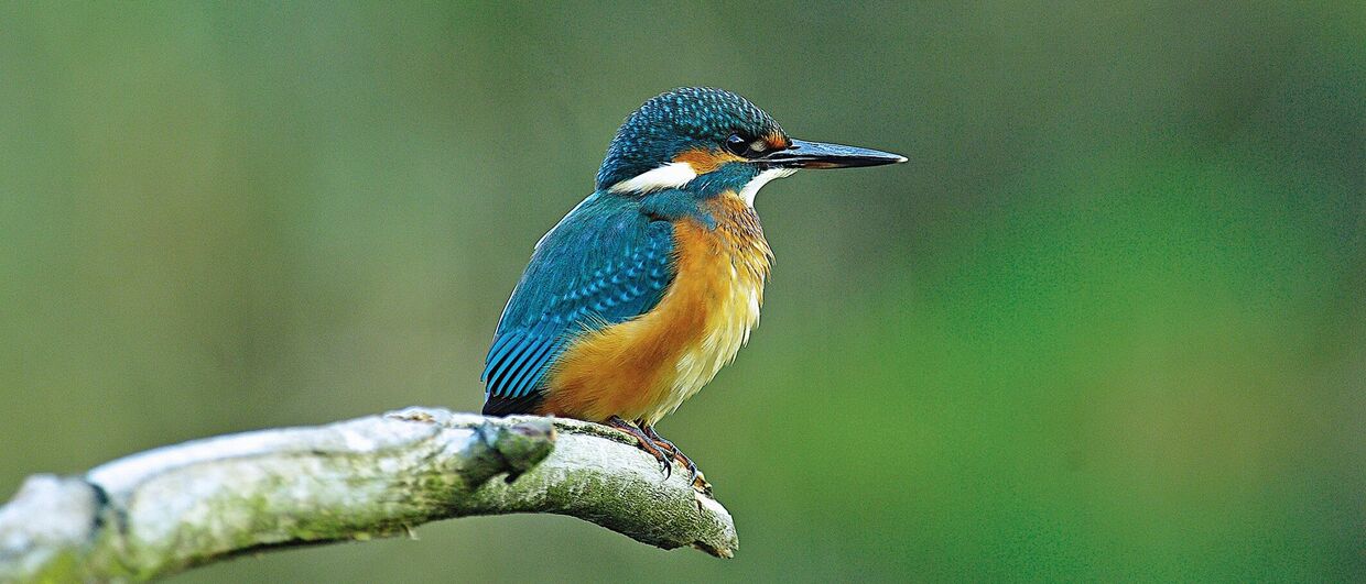 Eisvogel im Nationalpark Donau-Auen