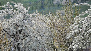 Kirschbaumblütenweg bei Breitenbrunn