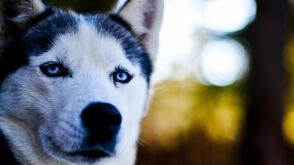 Husky-Wanderungen und -Erlebnistage in der Steiermark
