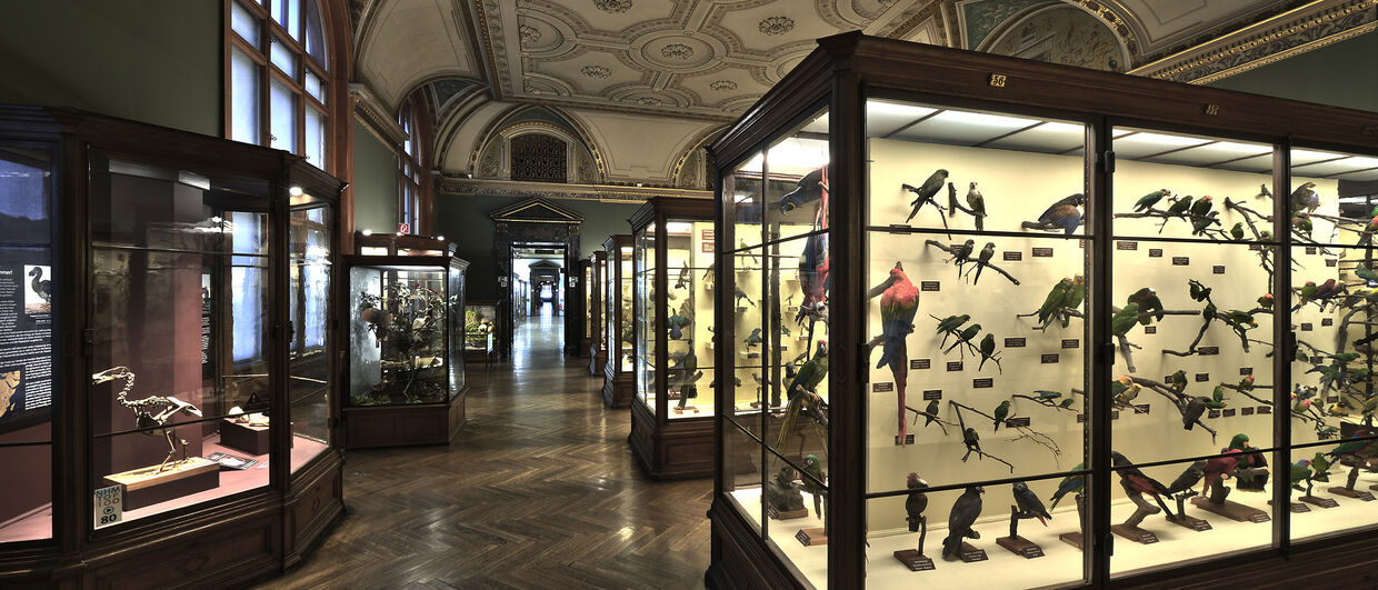 Die Vogelsammlung im Naturhistorischen Museum in Wien