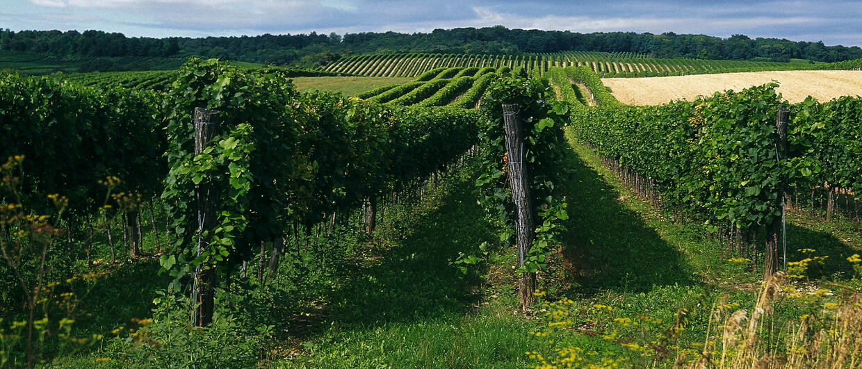 Weingärten im Weinviertel