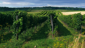 Weingärten im Weinviertel
