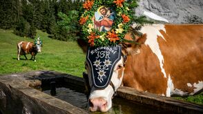 Almabtrieb von der Gramai Alm am Achensee