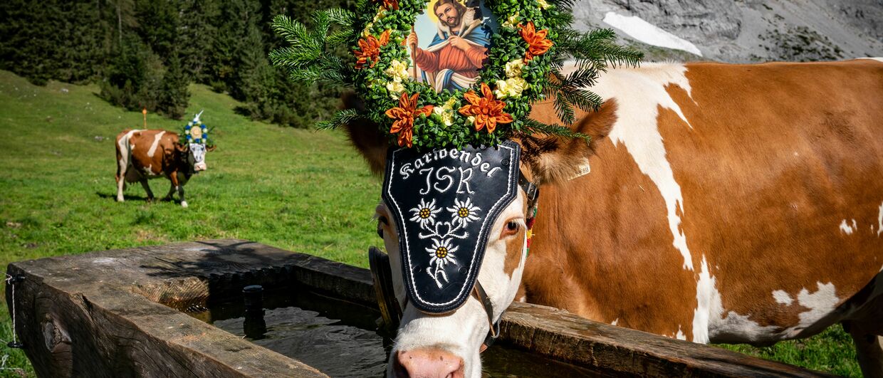 Almabtrieb von der Gramai Alm am Achensee