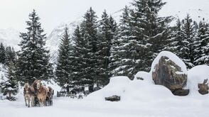 Im Pferdeschlitten durch das Pitztal